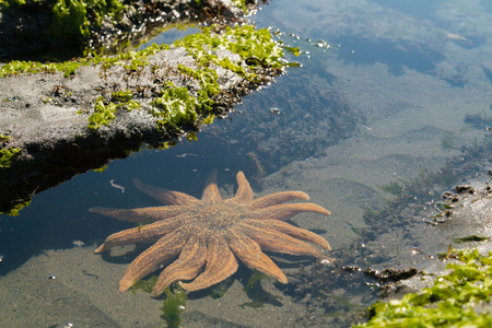 橙色海星海底西海岸南岛新西兰图片