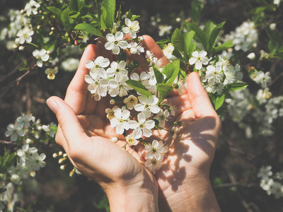 樱花在手图片