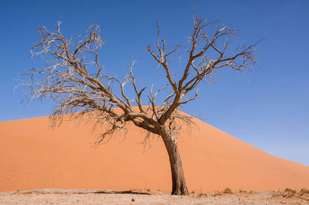 纳米比亚沙漠中的沙丘和树