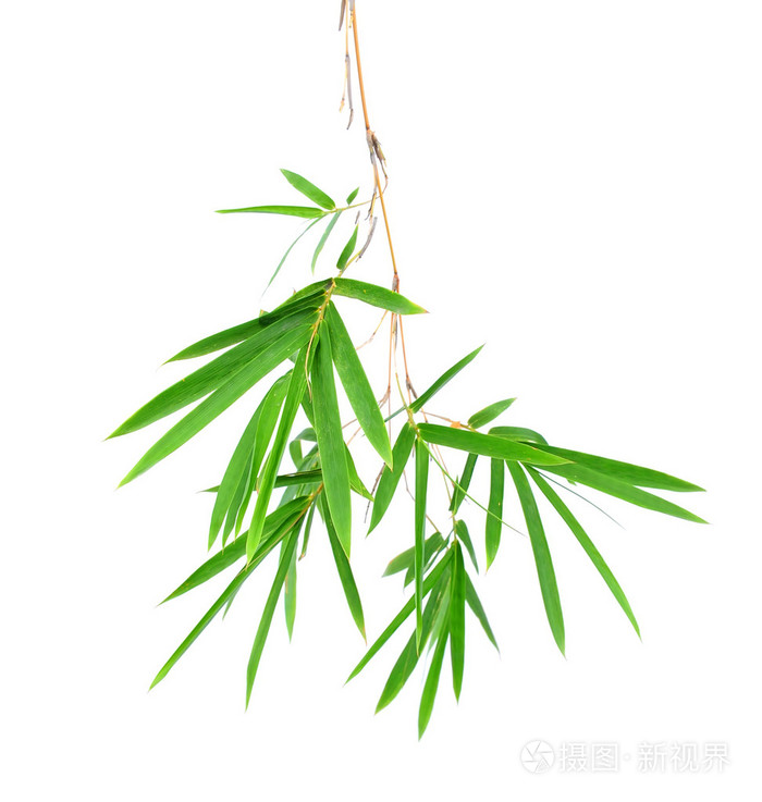竹叶上孤立的白色背景
