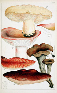 蘑菇的例证。旧图像