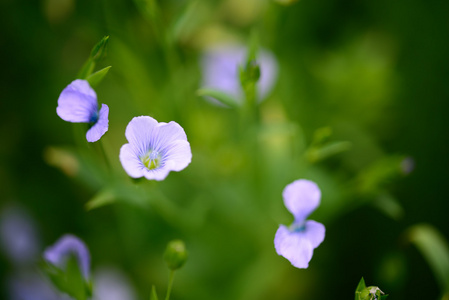 蓝色亚麻的花blommor av bl lin