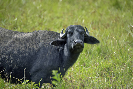 水水牛在高草牧场, 在夕阳下.iguape, 圣保罗, 巴西照片