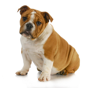 可爱的牛头犬小狗图片-可爱的牛头犬小狗素材-可爱的牛头犬小狗插画