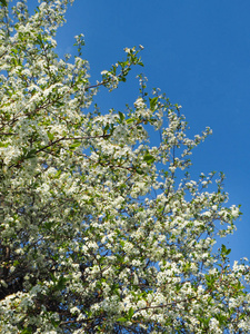 在阳光明媚的日子, 春天的樱桃树在蓝天上绽放