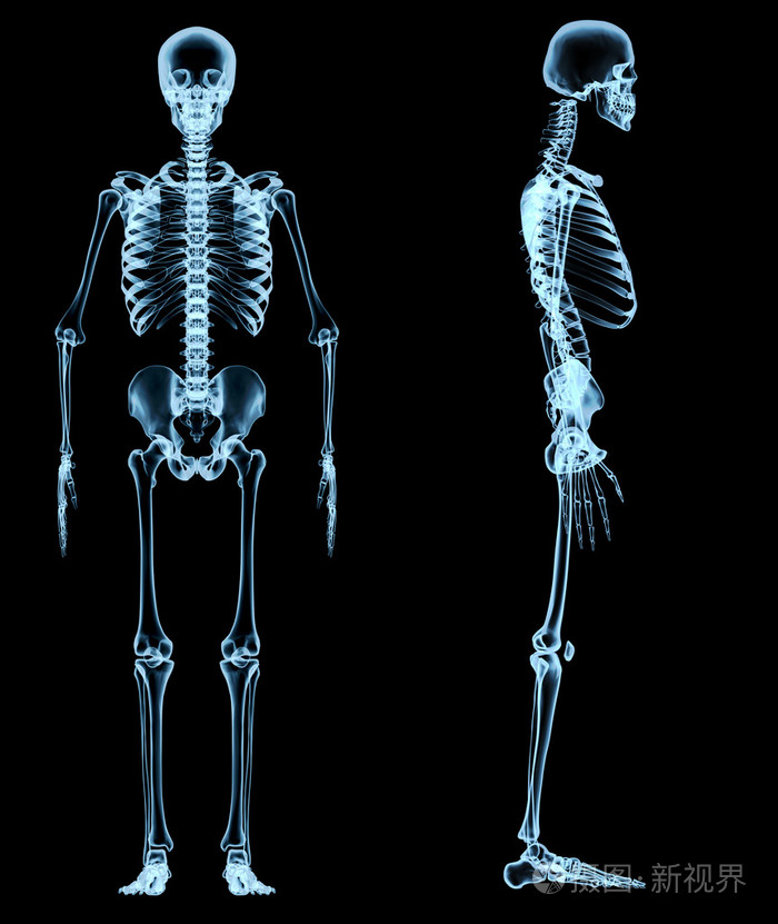 骨骼构成 放射图片
