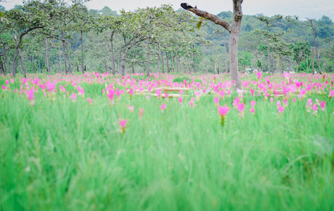 Krachai 花卉国家公园猜也蓬省泰国