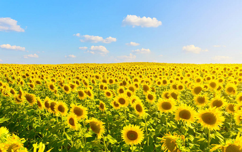 夏日正午的向日葵冬天的景色,干芦苇映衬着蓝天和中午的阳光.