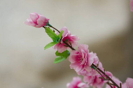 粉红色的塑料花用来装饰节日的地方