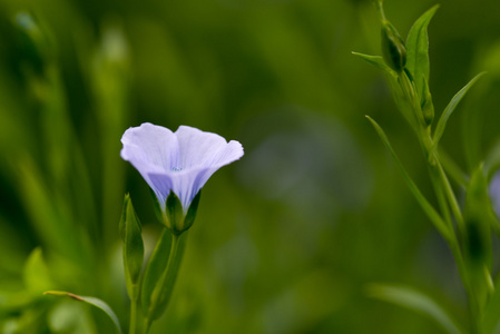 蓝色亚麻的花blommor av bl lin