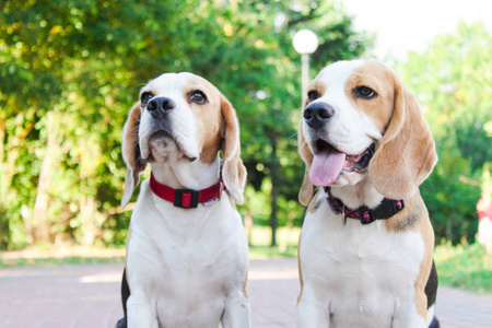 夏日公园里的两只猎犬