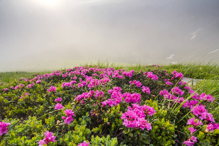 阳光灿烂盛开在草山草甸茂密的杜鹃花丛, 明亮的粉红色的花朵和绿色的叶子下蓝色多云的天空。生态问题与自然观之美
