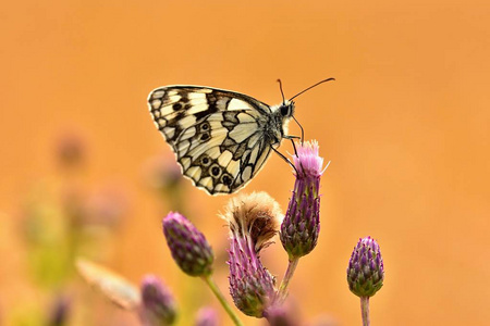 美丽的彩色蝴蝶坐在大自然的花朵上。 夏季