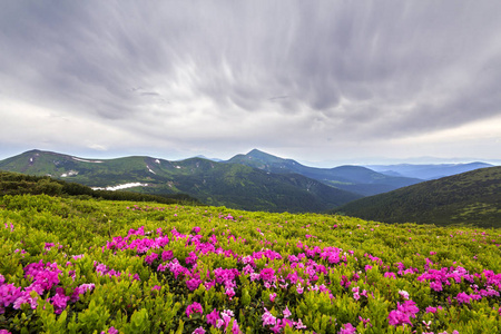 美丽的粉红色杜鹃, 在山坡上盛开的花朵, 有雾的丘陵与绿色的草地和在远处与戏剧性的云天空的山脉。自然之美