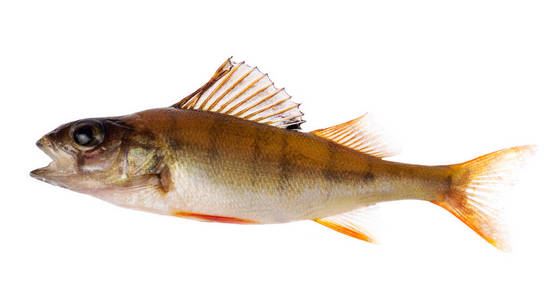 免扣小鲈鱼图片