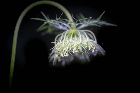 小莳萝花伞形花序在秋季白野花伞上的特写。黑色背景上的特写