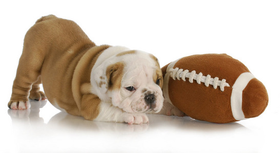 铺设的牛头犬小狗图片