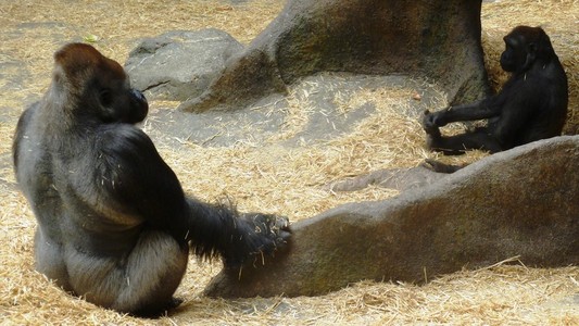 在加拿大艾伯塔省的卡尔加里动物园大猩猩