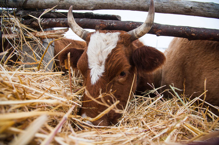 冬天奶牛在农场里。农业