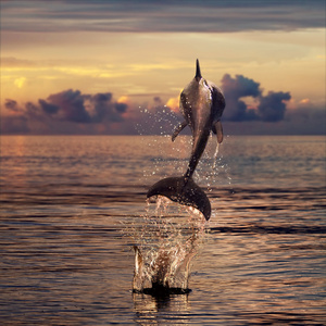 海豚, 珊瑚, 鱼和水下海美丽的夕阳与海豚跃出海面蓝色和橙色 grunge