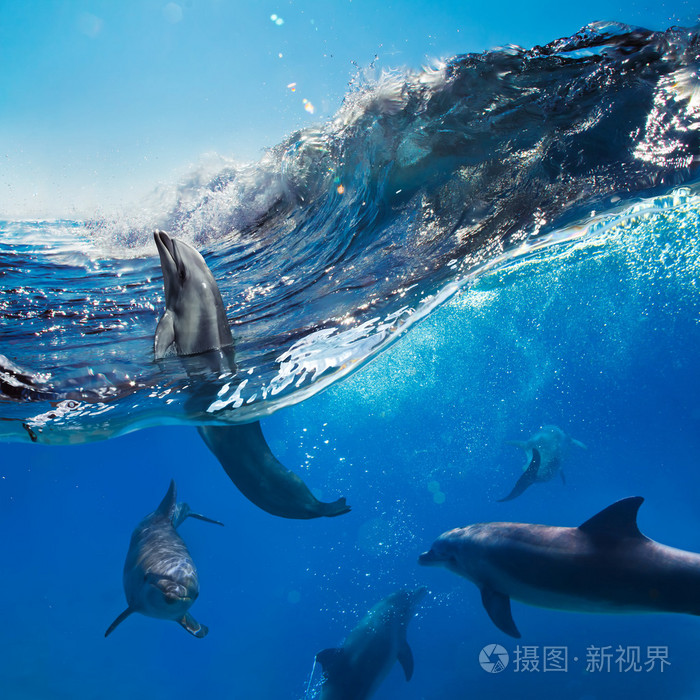 家庭的快乐嬉戏的海豚一跳从破碎波