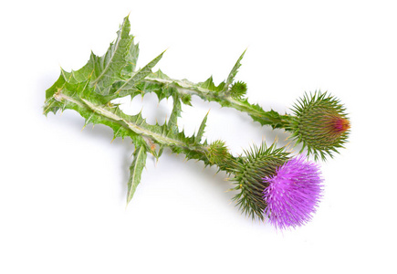 Onopordum 或 cottonthistle 在白色背景下被隔离