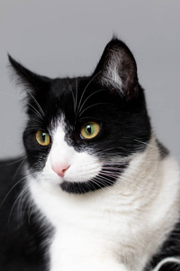 黑色和白色的猫的工作室肖像对灰色无缝背景