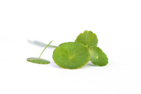 亚洲 pennywort, 新鲜的 gotu, 在白色背景下被隔绝。药材