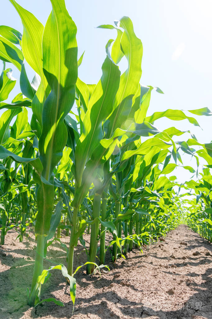 绿玉米在田间生长.绿色玉米植物