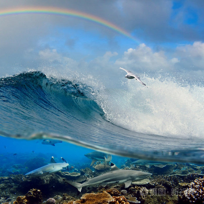 好冲浪波海鸥以上和水下礁鲨