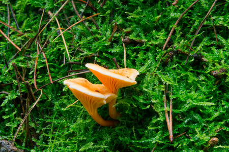 虚假鸡油菌hygrophoropsis aurantiaca