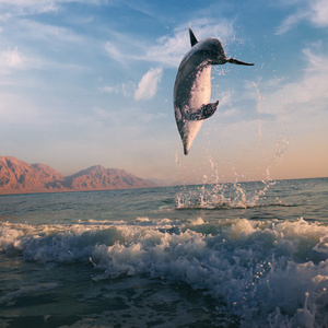 日出和海豚跃出海面图片