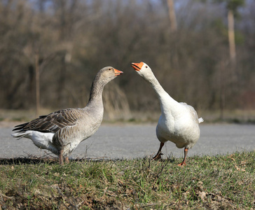自然背景与国内家禽在农家院greylag 鹅在草甸鹅和鸭在湖面上大量的