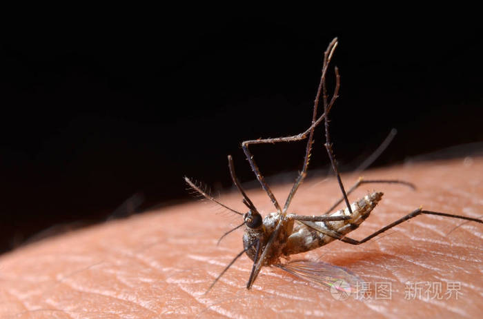 人类皮肤上的有毒蚊子的宏观