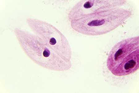 草履虫草履虫共轭在显微镜下,背景照片