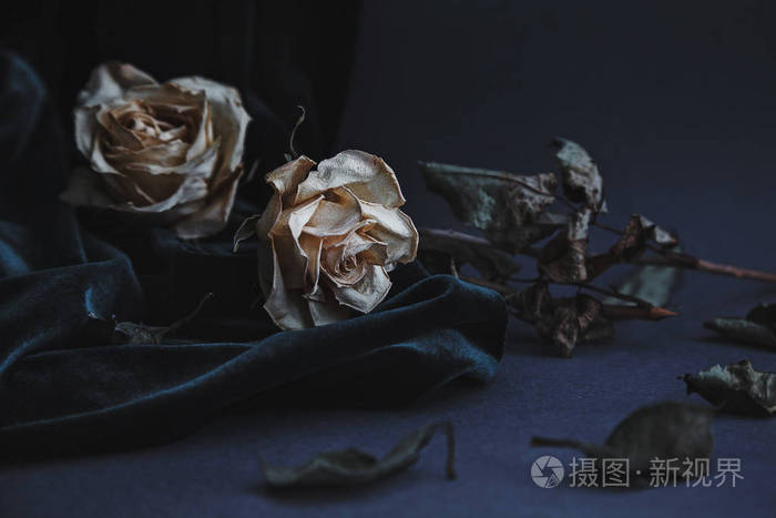灰色背景上的两朵干白玫瑰, 深色天鹅绒悬垂, 营造忧伤的心情