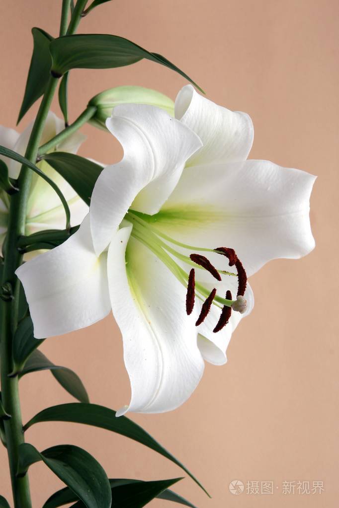 美丽的百合花关闭