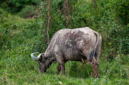 水牛角野生动物关闭肯尼亚非洲