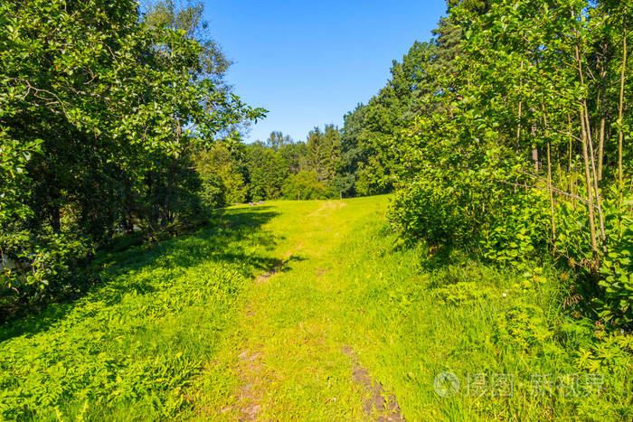 在高大的落叶树背景下通向大面积宽敞的空地的森林小径