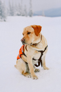 一只拉布拉多狗坐在雪地里, 穿着救生背心。
