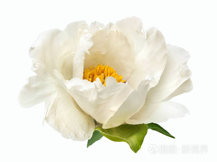 白色背景的特里白牡丹花照片 正版商用图片05e5ut 摄图新视界