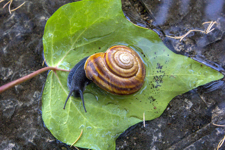 巨大的草树图片