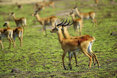 群的羚羊群的野生羚羊群羚羊鹿坐在草地上群罗恩羚羊, hippotragus