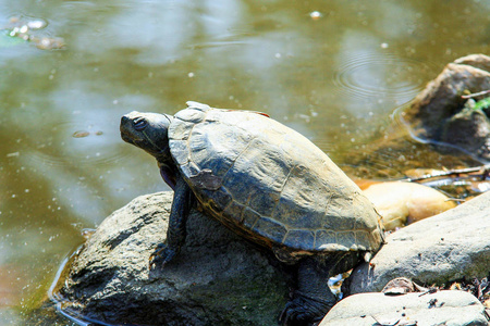 在池塘岸边的石头上的海龟。日光浴动物