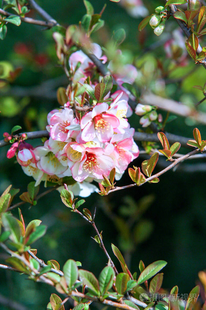 在布达佩斯的苹果园树上盛开的白色花朵