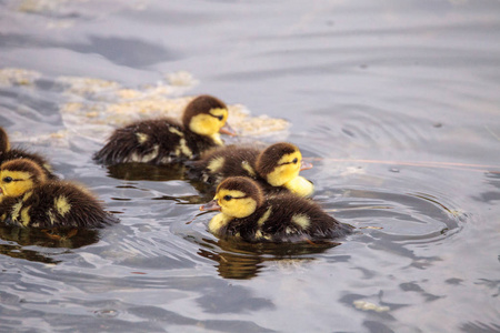 大群的小番鸭 Cairina 南瓜人群聚集在那不勒斯的一个池塘里, 在佛罗里达的夏天