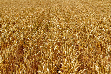 丰收小麦图片