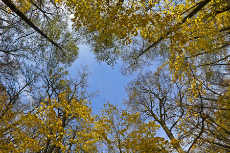 黄色枫树和蓝蓝的天空