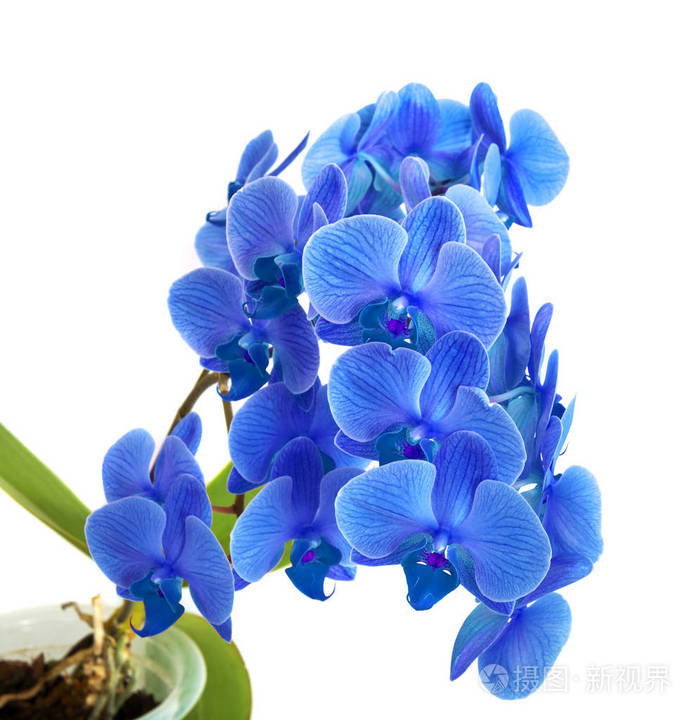 美丽的蓝色兰花没有背景明亮的蓝色兰花在白色背景上的花朵