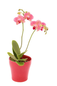 在白色背景下的红色陶瓷花盆中的两个粉红色兰花植物